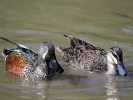 Australian Shoveler (WWT Slimbridge April 2011) - pic by Nigel Key